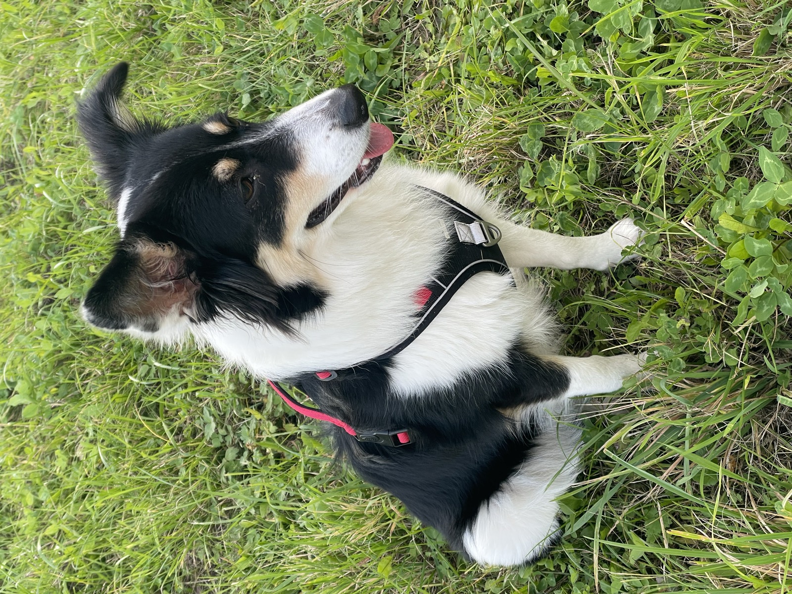 Лило улыбается
